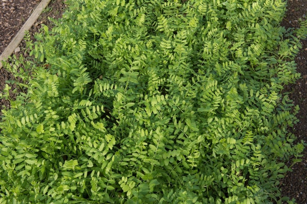 Cover Crops as a Summer Bridge: What to Sow After Winter Crops and Before Your Summer Garden - Happy Valley Seeds