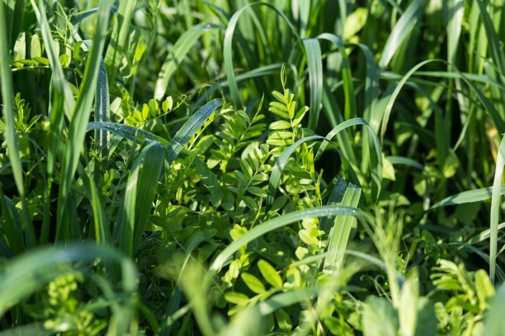 Cover Crops for Australian Gardens: A Beginner's Guide - Happy Valley Seeds