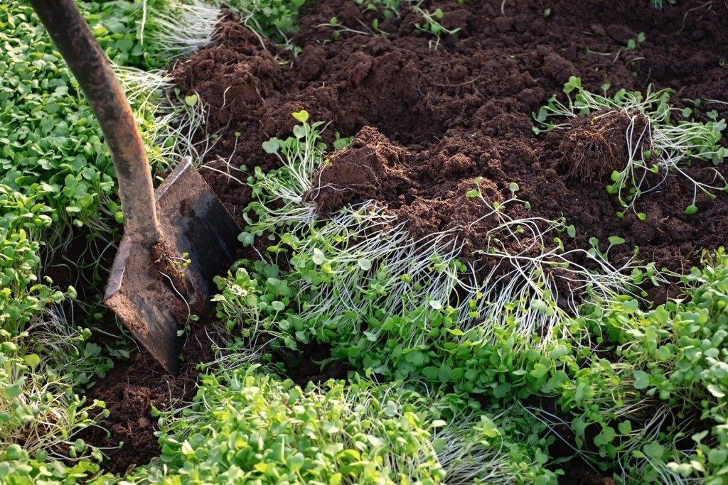 Cover Crops: How to Feed Your Soil Over Winter - Happy Valley Seeds