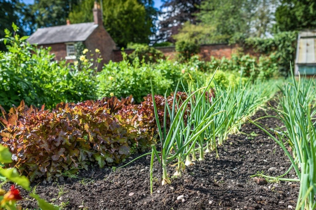 Crop rotation made simple: a plan for the Australian home garden - Happy Valley Seeds