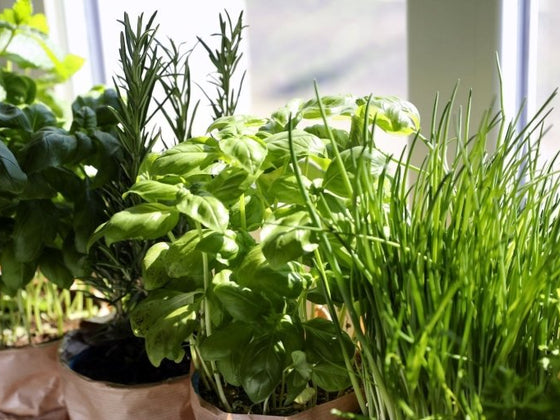 Culinary Kitchen Windowsill Herbs To Grow