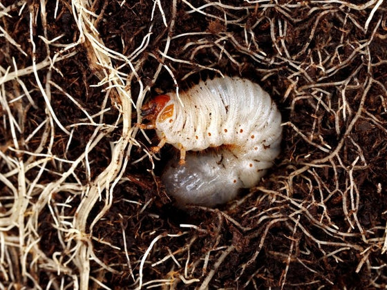 Curl Grubs: Which Ones Harm Your Plants and What to Do