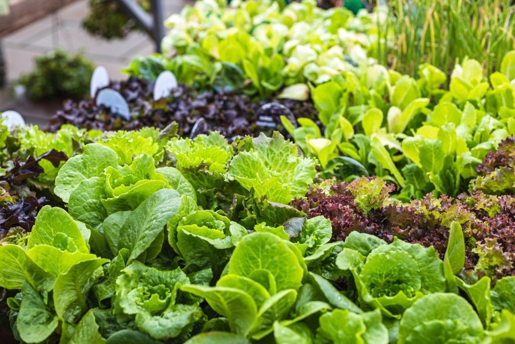 Cut-and-come-again: months of greens from a single planting - Happy Valley Seeds