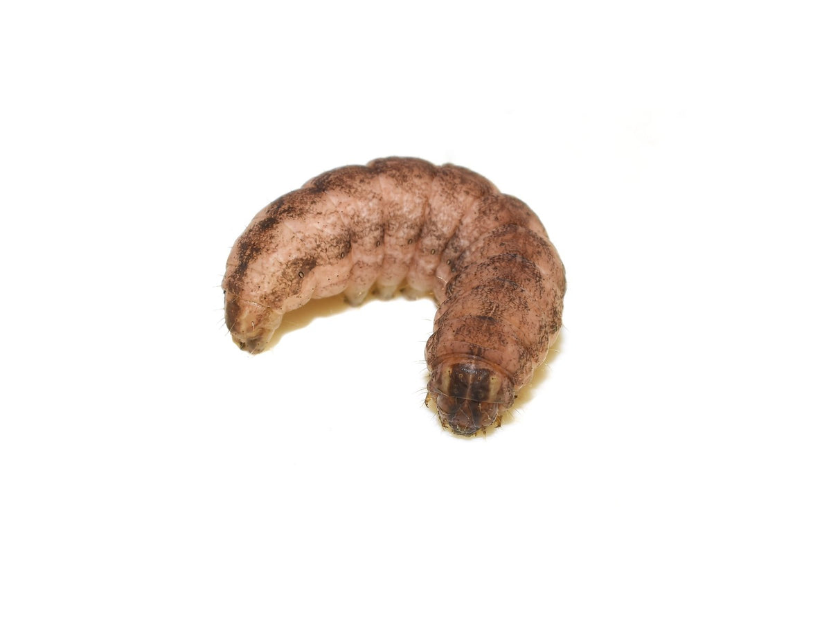 A cutworm caterpillar curled into a C shape in the soil.