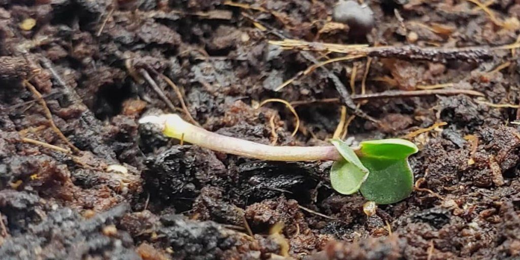 Damping Off: What Is It and How to Prevent It? - Happy Valley Seeds