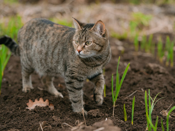 Deterring Cats and Birds from Garden Beds, Humanely