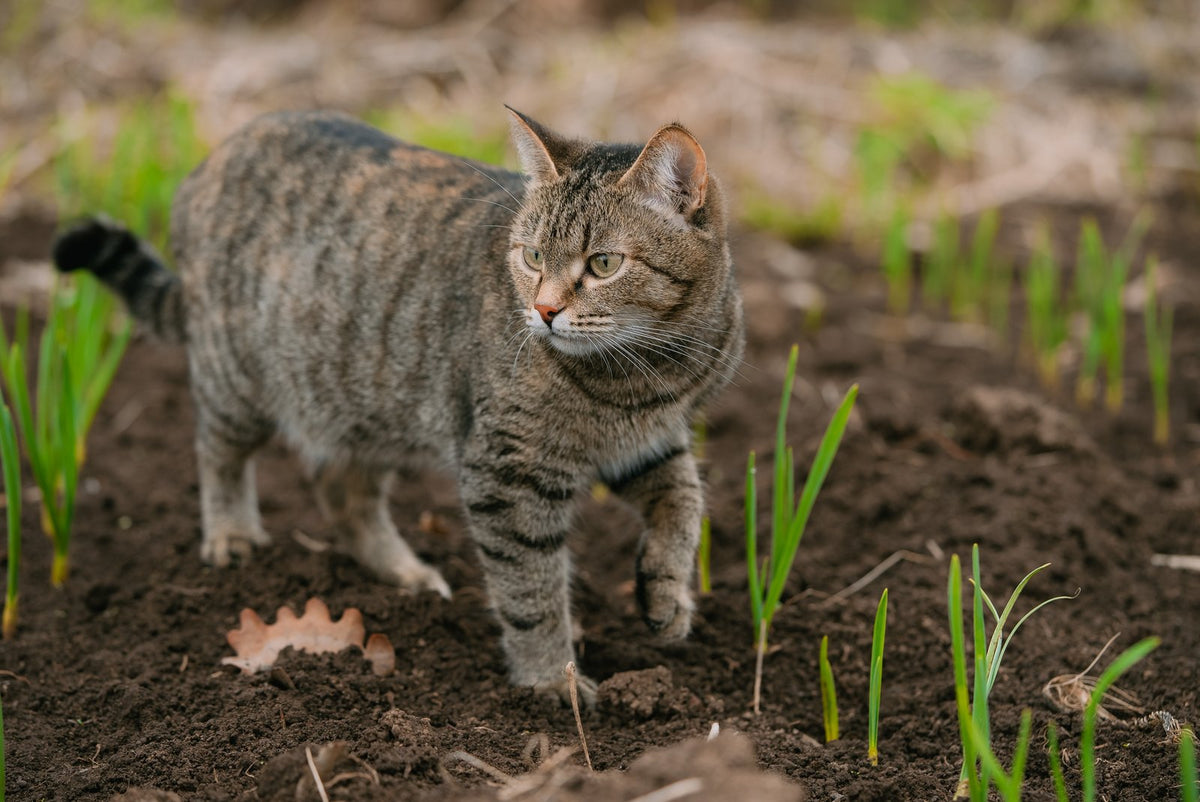 A tabby cat walking through a freshly planted vegetable bed.