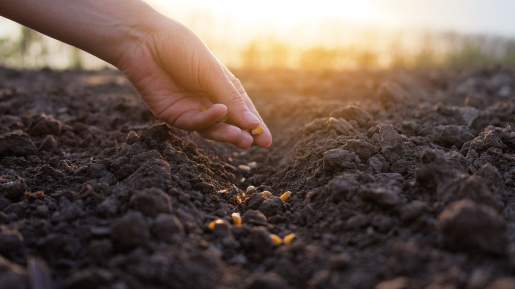 Direct Sowing: When to Sow Straight Into the Garden, and How to Get It Right - Happy Valley Seeds