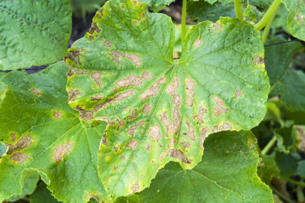 Downy Mildew: How to Spot It and Keep It in Check - Happy Valley Seeds