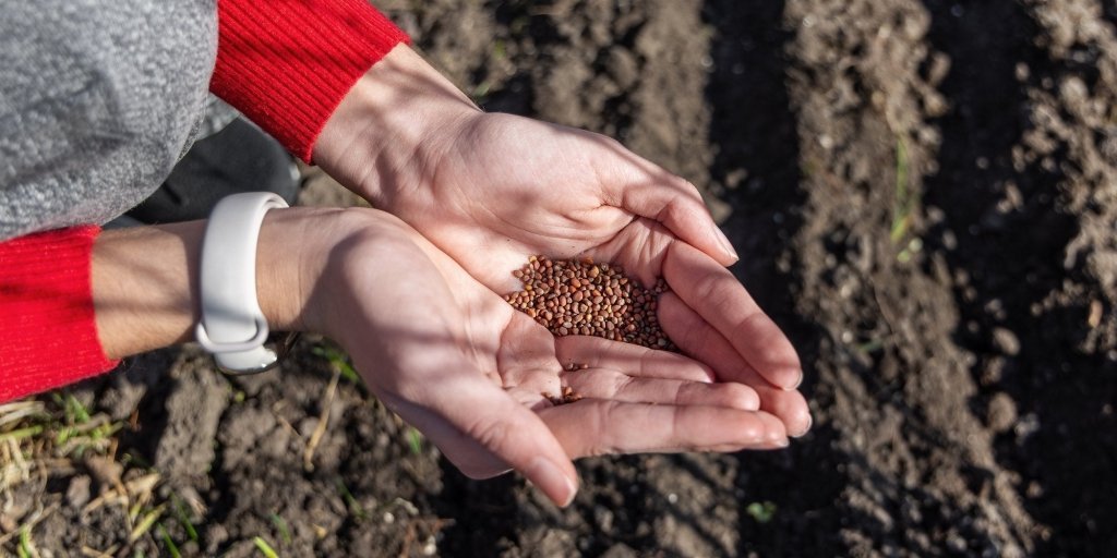 F1 and F2 Hybrid Seeds Explained - Happy Valley Seeds