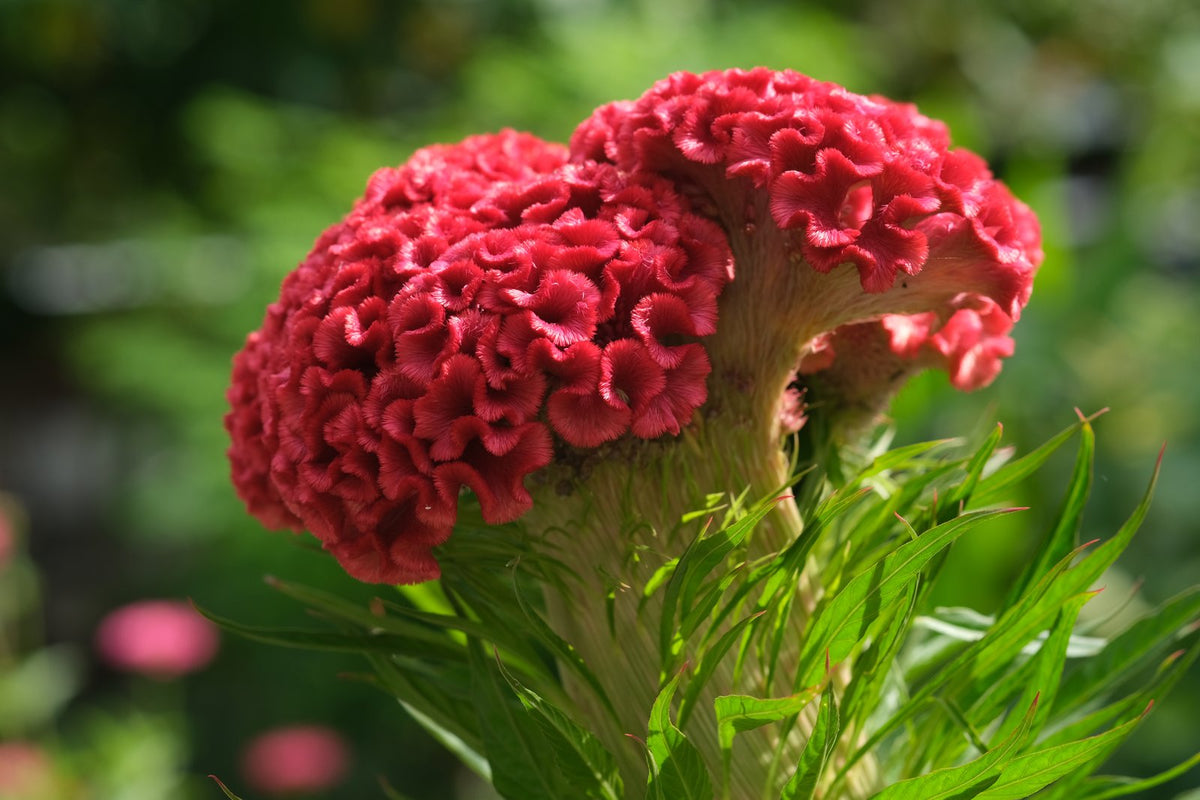 Red crested cockscomb celosia flowering in a garden