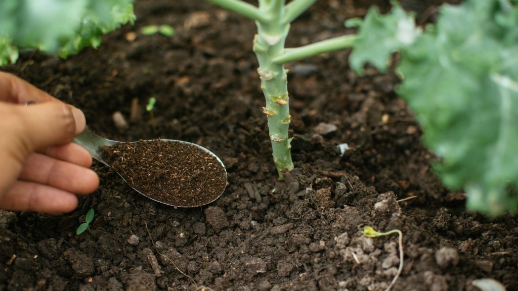 Feeding the Vegetable Garden: What Fertiliser Does and When to Use It - Happy Valley Seeds