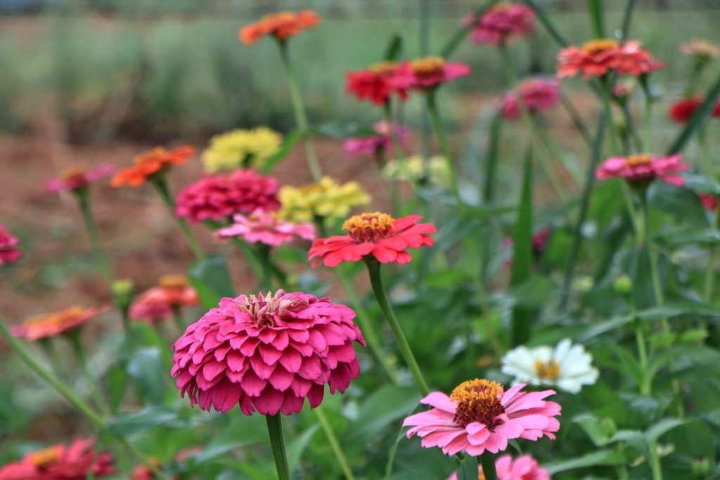 Flowers to Sow in October: Warm-Soil Seeds for Summer Vases and Bees - Happy Valley Seeds