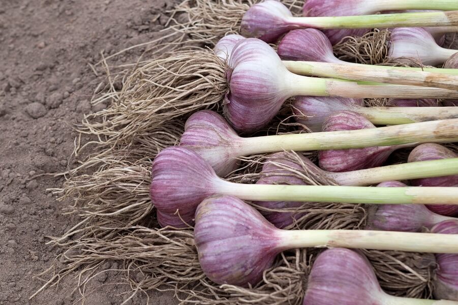 Fridge Trick: How to Grow Purple Garlic in Warm Climates - Happy Valley Seeds