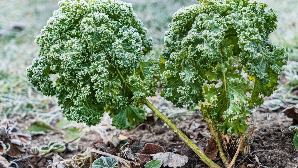 Frost hardy or frost tender: how cold is too cold for each crop - Happy Valley Seeds