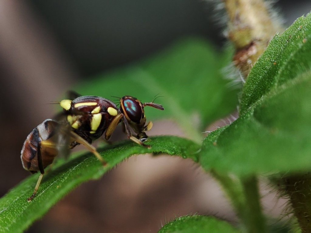 Fruit Fly in the Home Garden: Netting, Hygiene and Safe Disposal - Happy Valley Seeds