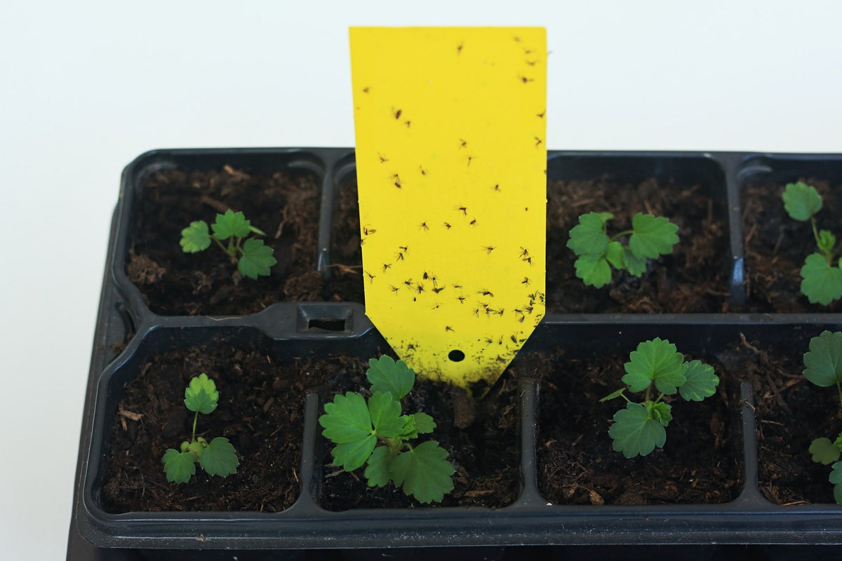 Fungus gnats caught on a yellow sticky trap above seedlings.