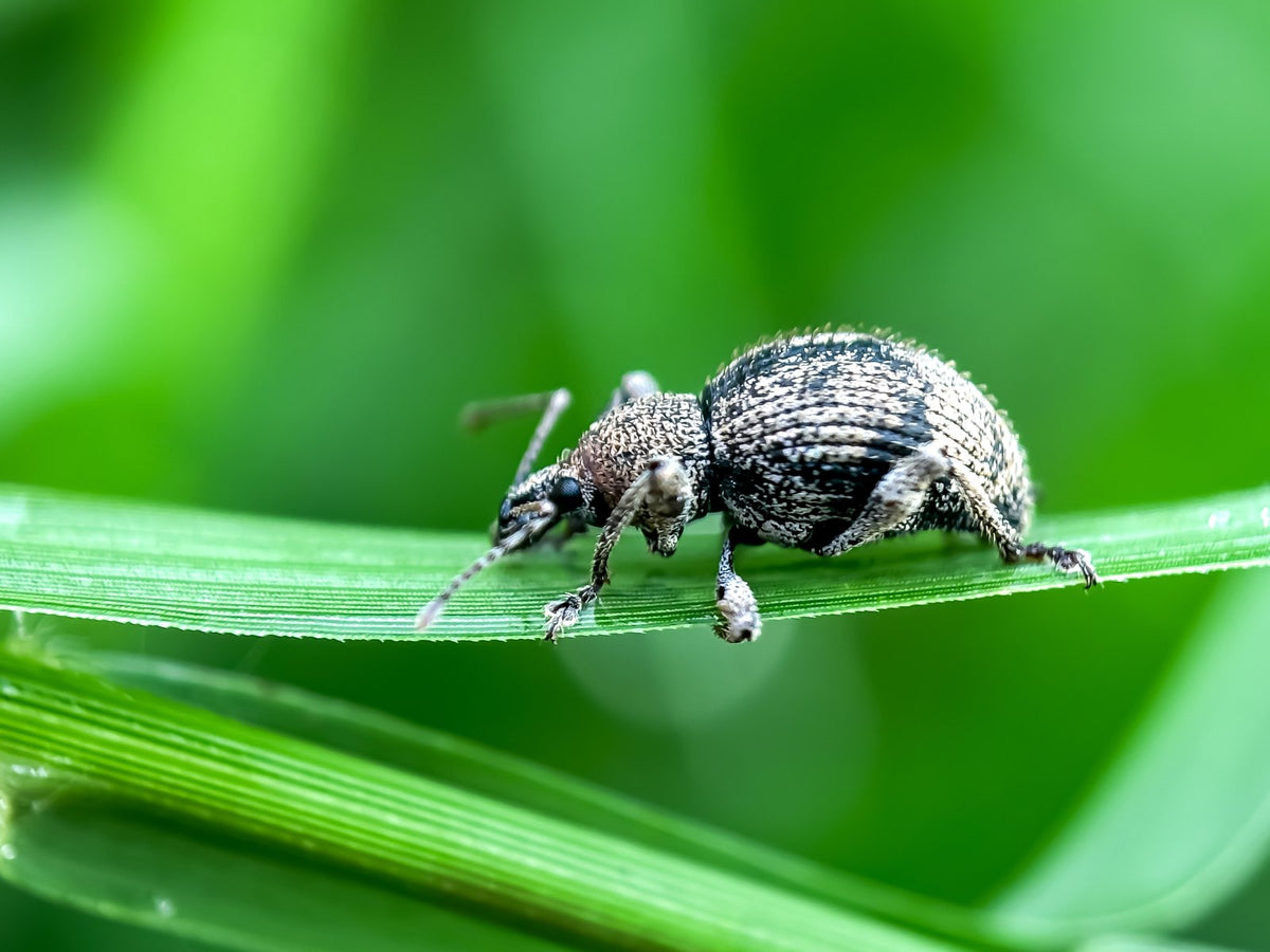 A flightless garden weevil on a leaf.