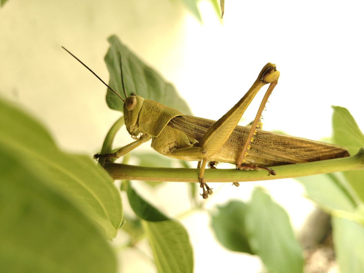 A grasshopper resting on a green leaf.