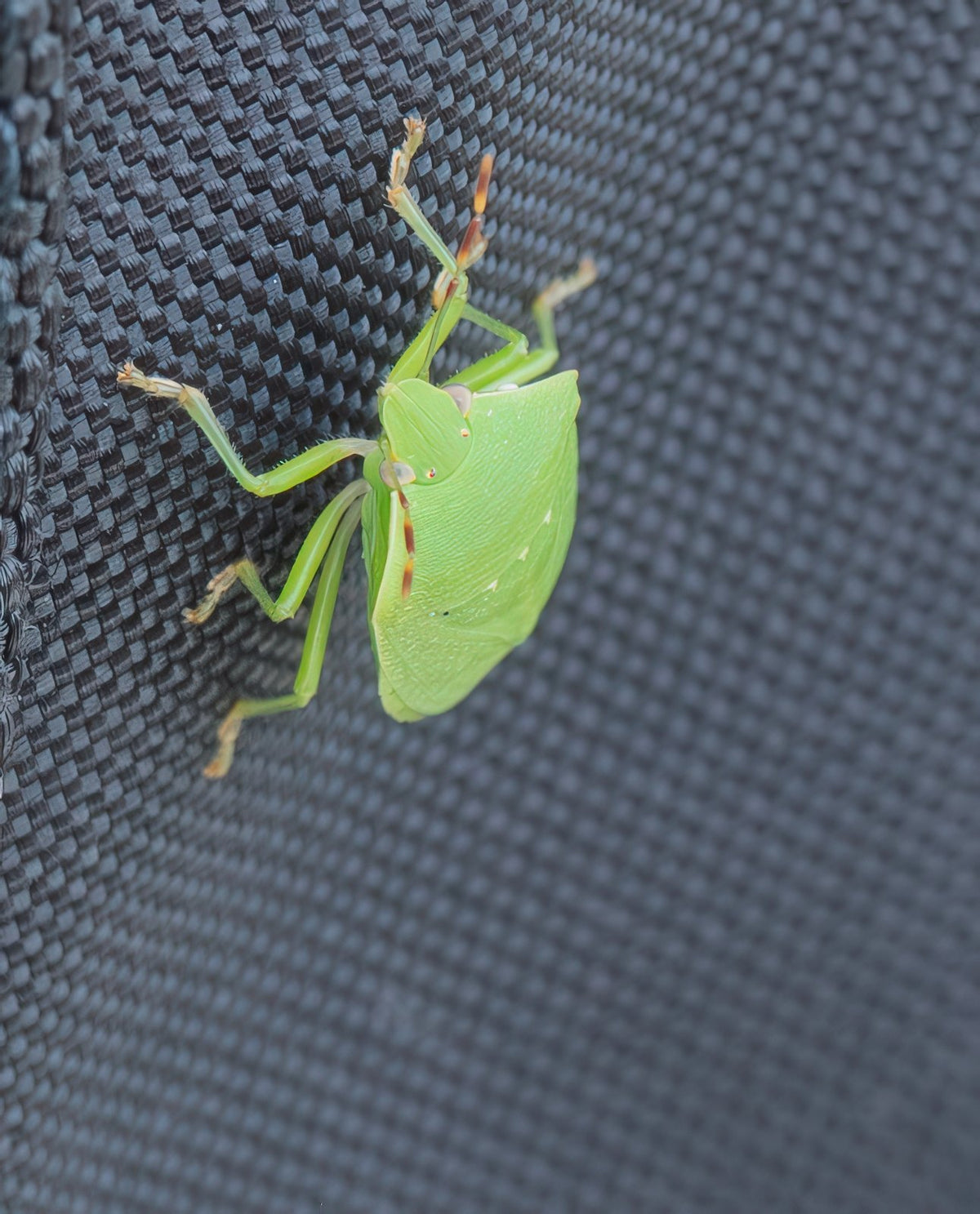 An adult green vegetable bug on foliage.