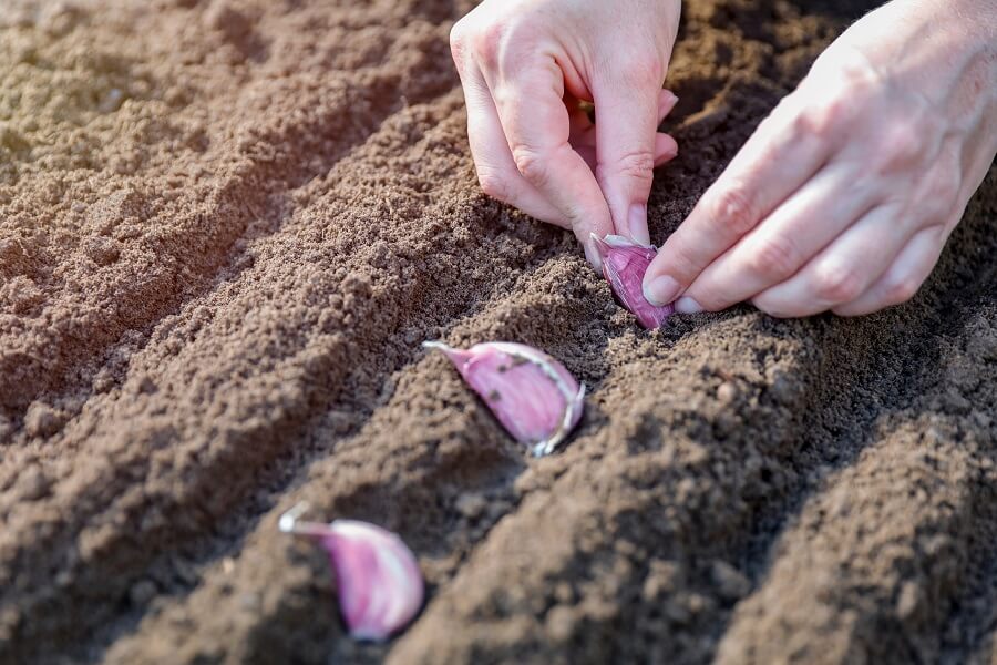 The Aussie Gardener’s Guide to Growing Great Garlic