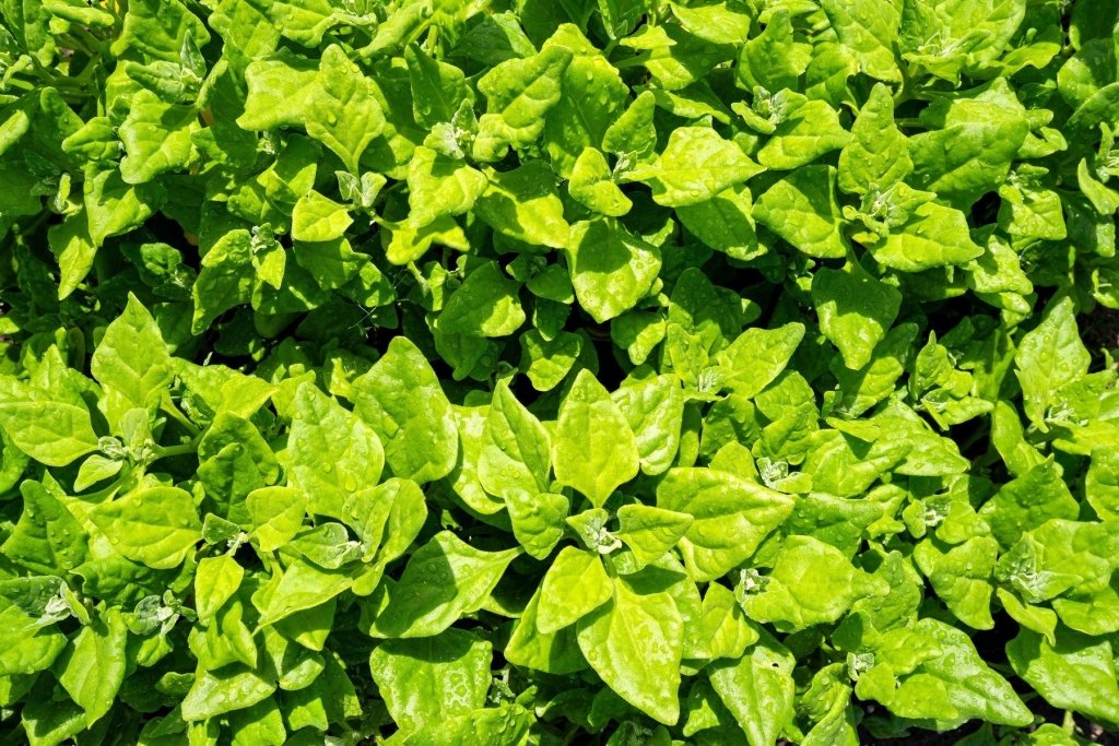 Growing a bush food garden in Australia: native edibles for home - Happy Valley Seeds