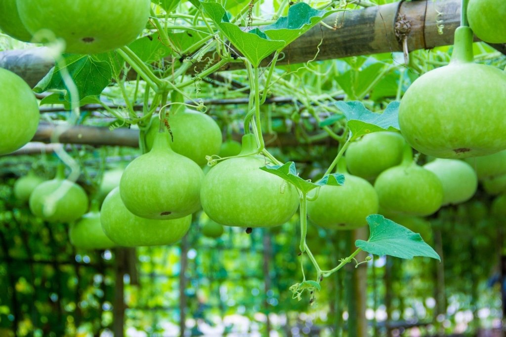 Growing an Indian Vegetable Garden in the Australian Climate - Happy Valley Seeds