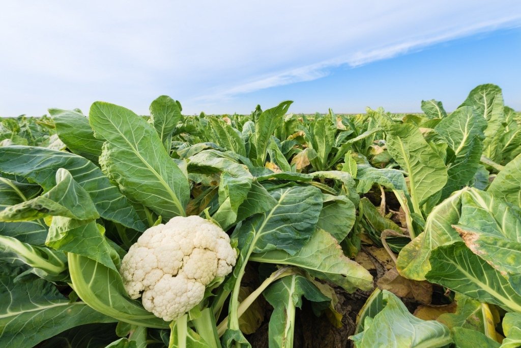 Growing Autumn-Winter Vegetables in Your Garden - Happy Valley Seeds