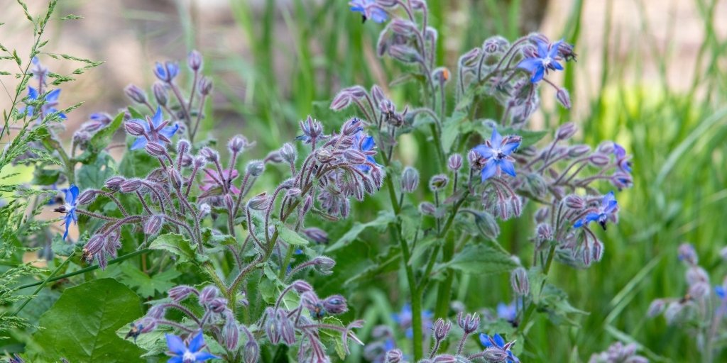 Growing Borage for Bees and Companion Planting - Happy Valley Seeds