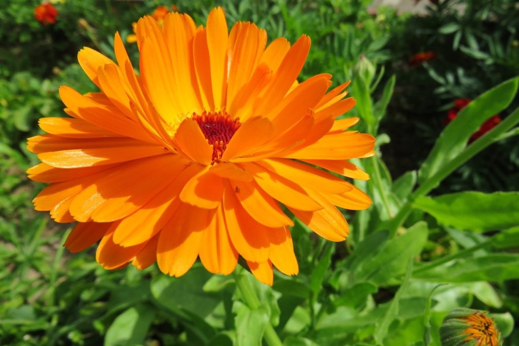 Growing Calendula from Seed: A Hardy Winter Flower for Every Australian Garden - Happy Valley Seeds
