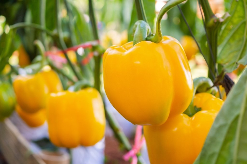 Growing Capsicum in Australia: From Seed to Harvest Without the Guesswork - Happy Valley Seeds
