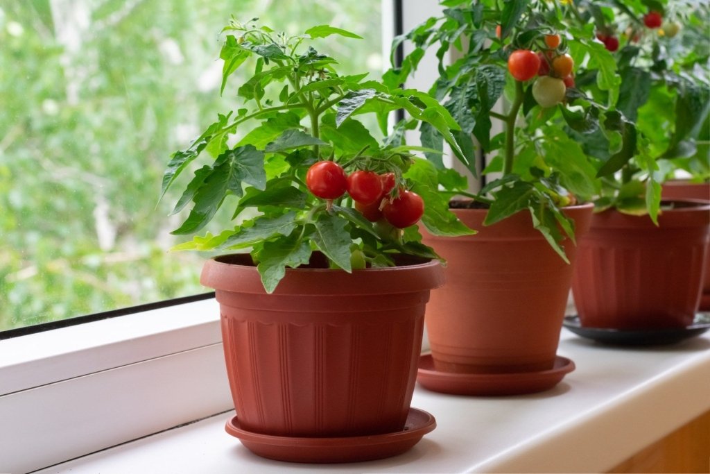 Growing Tomatoes in Pots and Containers: The Australian Guide - Happy Valley Seeds