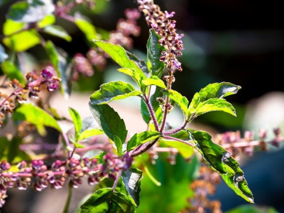 Growing Tulsi (Holy Basil) in Australia