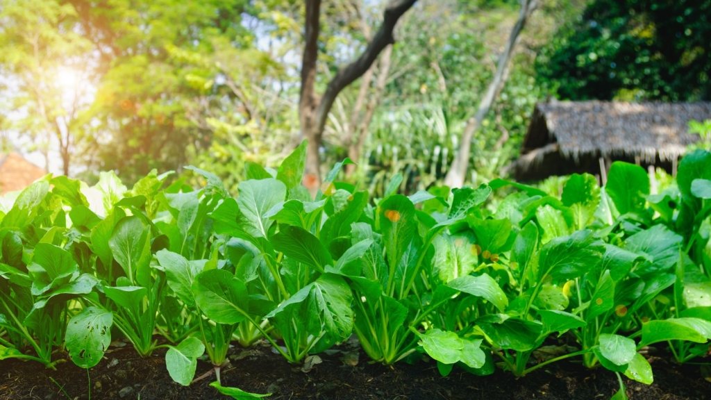Growing Vegetables in a Shady Garden: What Works and What Sulks - Happy Valley Seeds
