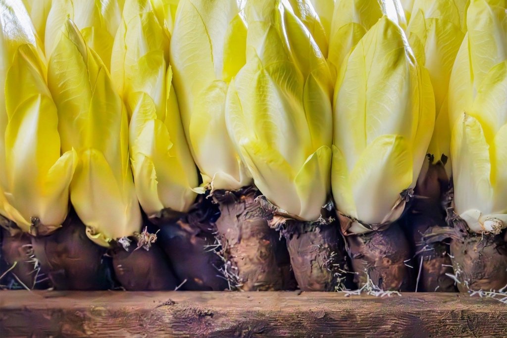 Growing Witloof (Belgian Endive) and Chicory in the Australian Garden - Happy Valley Seeds