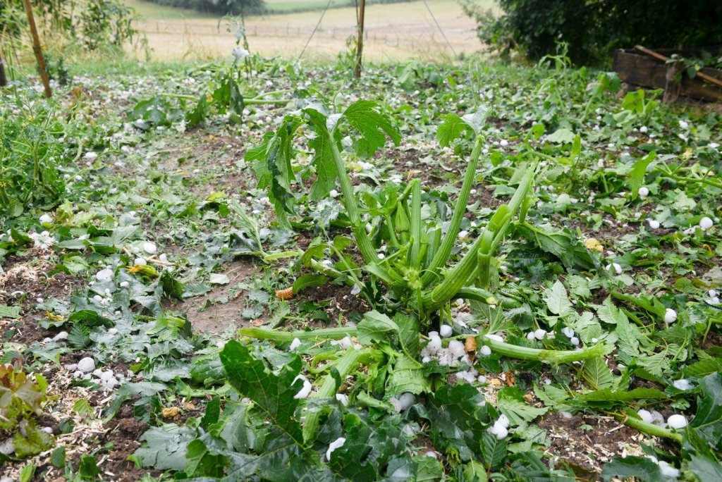 Hail and Storm Damage in the Vegie Patch: What to Do the Morning After - Happy Valley Seeds