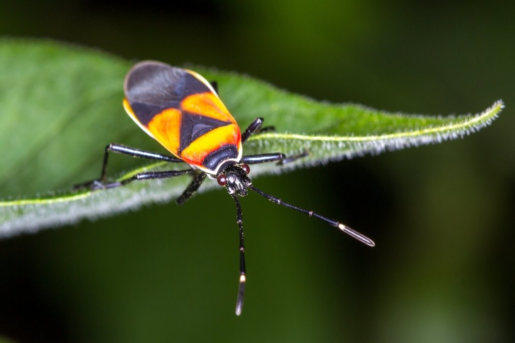 Commonly Reared Insects Harlequin Bug: Control in Australian Gardens