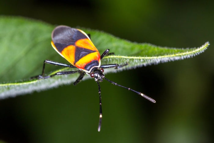 Harlequin Bug: Control in Australian Gardens