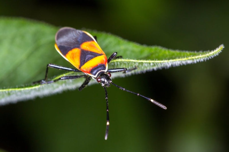 Harlequin Bug: Control in Australian Gardens