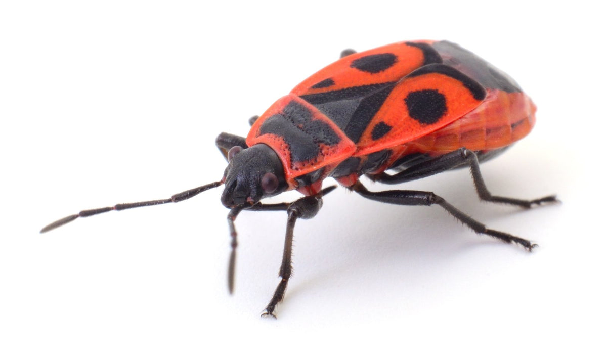 A red and black true bug on a leaf.
