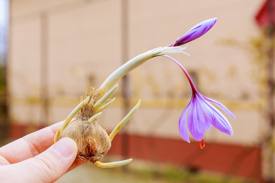 Help! My Saffron Didn't Flower: A Complete Troubleshooting Guide - Happy Valley Seeds