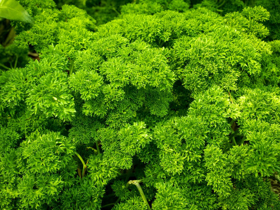 Herbs to Sow in January: Late Basil and Herbs for Autumn