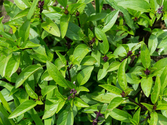 Herbs to Sow in November: Heat Lovers, Tea Herbs and a Christmas Count