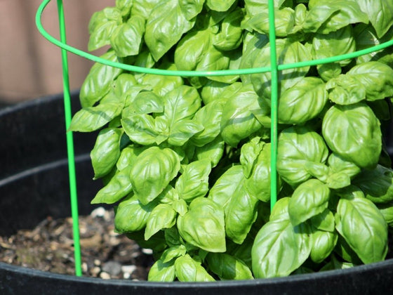 Herbs to Sow in October: Warm Nights for Basil, Shade for Coriander
