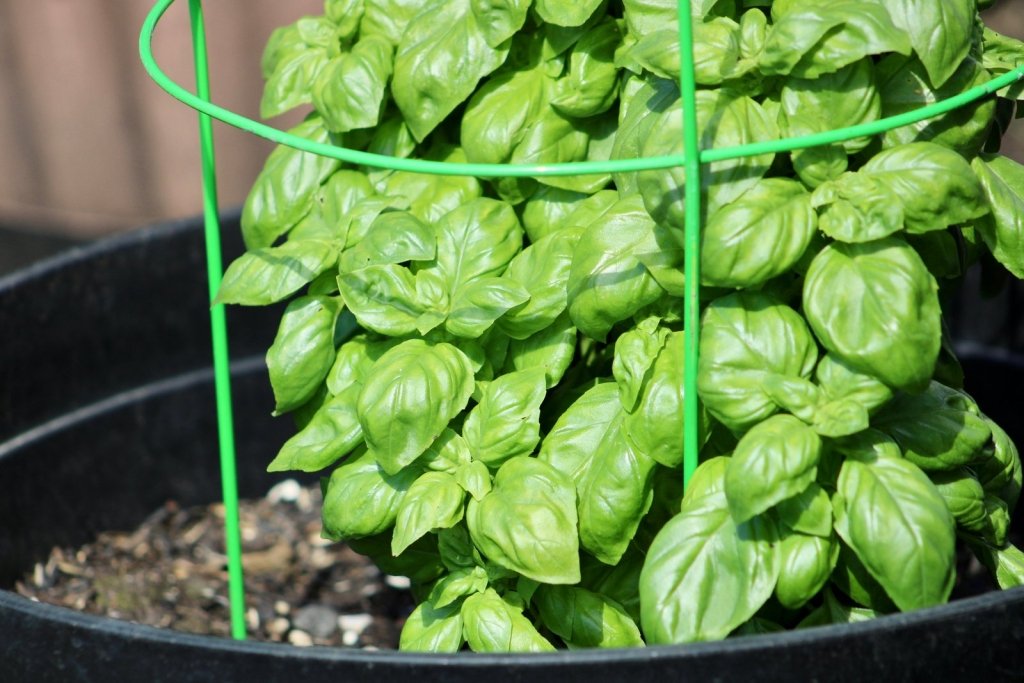 Herbs to Sow in October: Warm Nights for Basil, Shade for Coriander - Happy Valley Seeds
