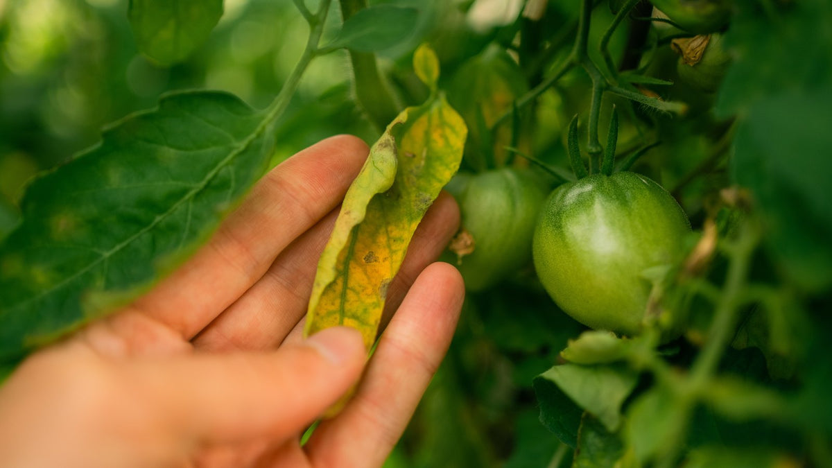 A hand holding a single yellowing tomato leaf up to the light outdoors, beside green fruit.
