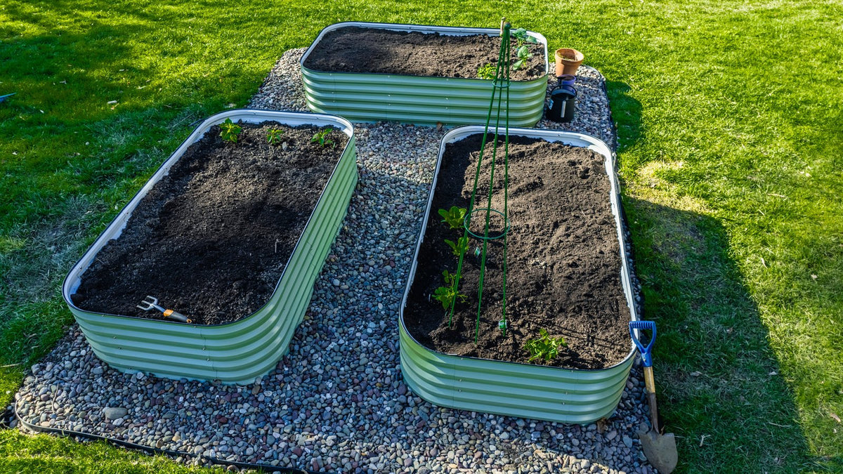 Three corrugated steel raised garden beds standing on an apron of loose stone, newly planted with seedlings and a tomato frame, with mown grass around them