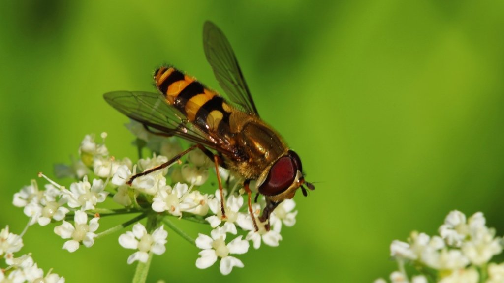 Hoverflies: the aphid eater you keep mistaking for a caterpillar - Happy Valley Seeds