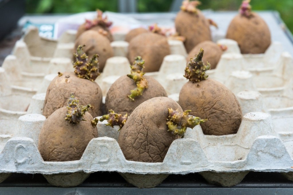 How to Chit Seed Potatoes for an Earlier Start - Happy Valley Seeds