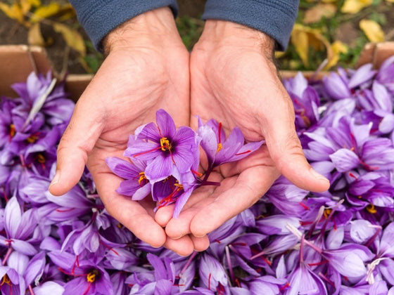 How to Grow and Harvest Saffron in Australia